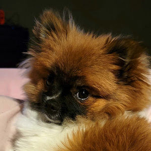 Meet your Posher, Cami